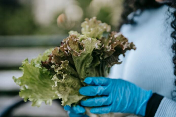 Featured image related to FDA finds potential source of cyclosporiasis outbreak linked to lettuce