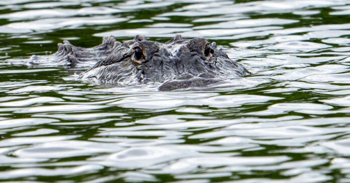Featured image related to Alligator kills 71-year-old man fishing at pond in Florida